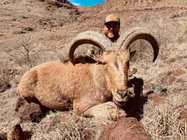 Aoudad — Free-Range guided hunt in New Mexico
