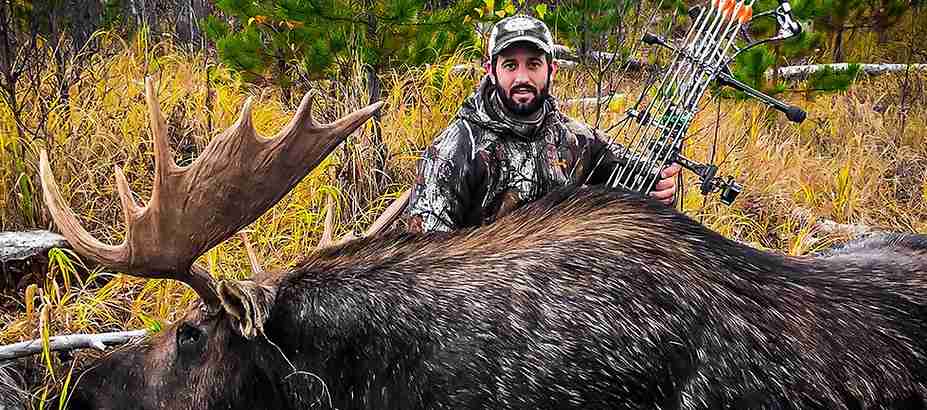 Archery moose hunting during the rut in Alberta