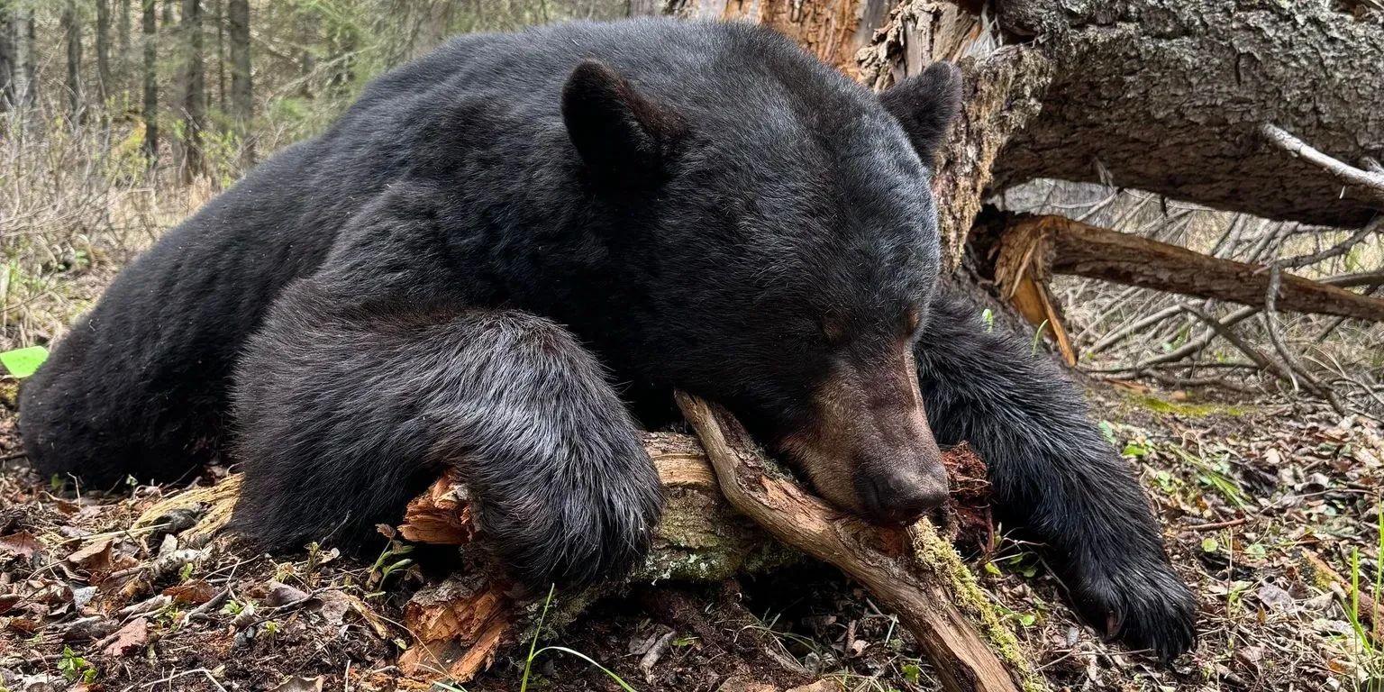 Alberta Black Bear guided hunting trip