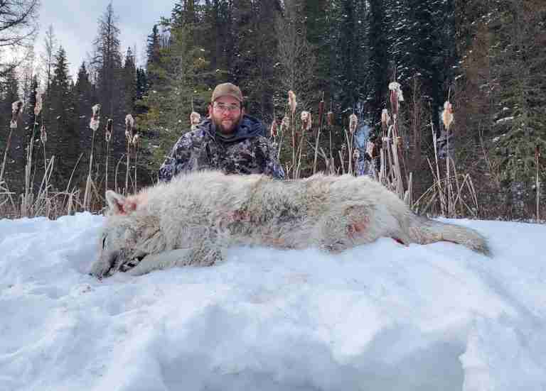 Alberta Wolf guided hunt in Alberta
