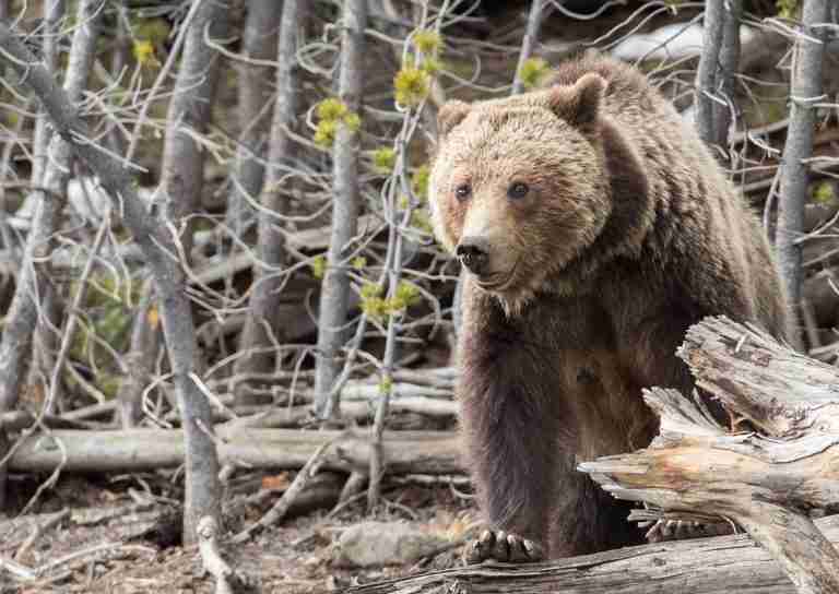 Grizzly bear walking through timber in elk country, grizzly bear attack hunter safety